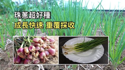 好種的蔬菜水果|全民瘋種菜！新手種菜 DIY — 種蔥、種豆芽⋯⋯選對。